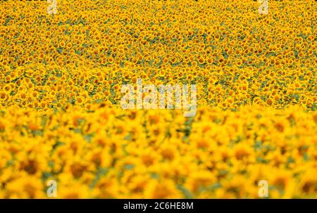 10. Juli 2020, Sachsen, Dresden: Sonnenblumen stehen auf einem Feld bei Seifersdorf. Foto: Robert Michael/dpa-Zentralbild/ZB Stockfoto