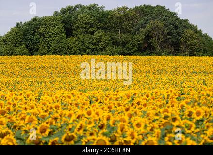 10. Juli 2020, Sachsen, Dresden: Sonnenblumen stehen auf einem Feld bei Seifersdorf. Foto: Robert Michael/dpa-Zentralbild/ZB Stockfoto