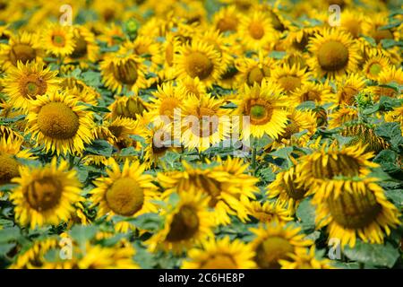 10. Juli 2020, Sachsen, Dresden: Sonnenblumen stehen auf einem Feld bei Seifersdorf. Foto: Robert Michael/dpa-Zentralbild/ZB Stockfoto