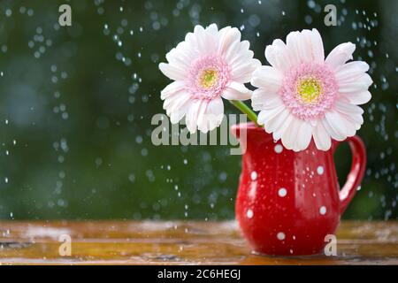 Rosa Gerbera Gänseblümchen Blumen in Krug mit Punkten unter dem Regen auf Holztisch im Freien Stockfoto