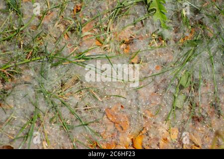 Weiße Pappelflocken, die im Gras liegen Stockfoto