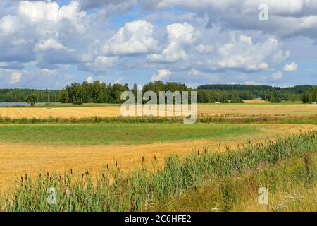Summer landscape. Agricultural fields along road. Finland Stockfoto
