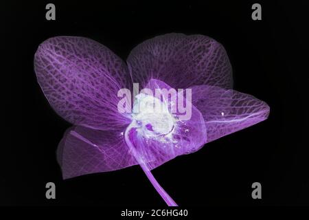 Gepresste und getrocknete Phalaenopsis Orchideenblume hinterleuchtet und isoliert auf schwarzem Hintergrund Stockfoto