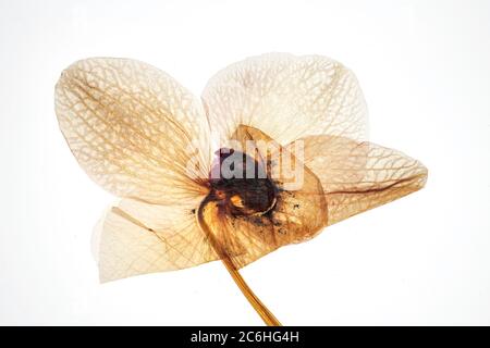 Gepresste und getrocknete Phalaenopsis Orchideenblume hinterleuchtet und isoliert auf weißem Hintergrund Stockfoto