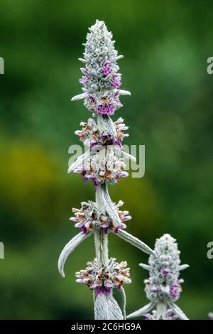 Biene auf Stachys Silber Teppich Blume Porträt grün Hintergrund Stachys byzantina Silber Teppich Stockfoto