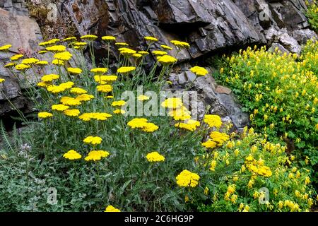 Gartenszene mit gelber achillea Corydalis lutea auf Felsgarten Bergpflanzen Felsgestein Stockfoto