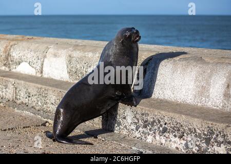 Cape fur Seal Blick über den Ozean von Kalk Bay Hafen Pier, Kapstadt, Südafrika Stockfoto