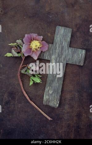 Verwittertes Holzkreuz auf angetünchten Metall mit verblassten Lentonrose oder Helleborus orientalis Stockfoto