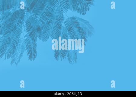 Graue Palmenblätter auf blauem Hintergrund. Speicherplatz kopieren Stockfoto