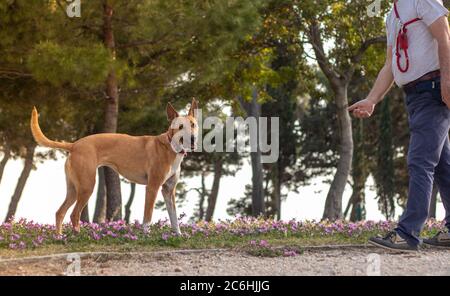 Mischrasse von shepard Hund orange gefärbt spielen im Park, Mann Besitzer seine Hand, um ihn streicheln. Spielerisch auf die Kamera mit seinem Tongu schauen Stockfoto