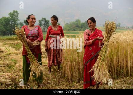 Frauen Bauern ernten Weizen auf einem landwirtschaftlichen Feld im Kavrepalanchok Bezirk, Nepal. Stockfoto