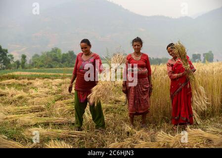 Frauen Bauern ernten Weizen auf einem landwirtschaftlichen Feld im Kavrepalanchok Bezirk, Nepal. Stockfoto