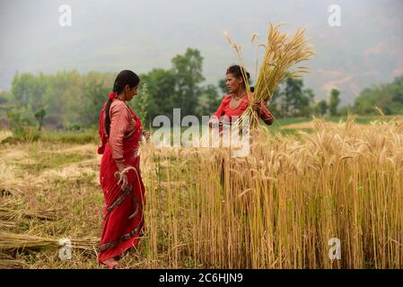 Frauen Bauern ernten Weizen auf einem landwirtschaftlichen Feld im Kavrepalanchok Bezirk, Nepal. Stockfoto