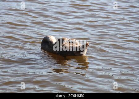 Ein Cygnet, grau in der Farbe, scheint ein Nickerchen auf dem Fluss zu machen Stockfoto