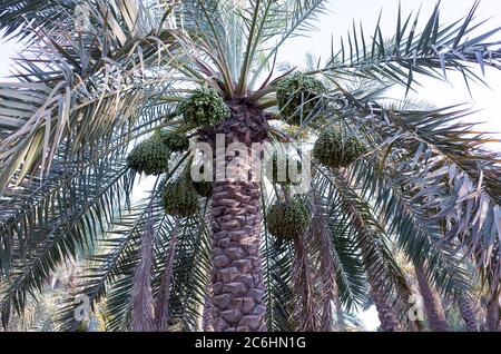Unreife Datteln hängen an einer Dattelpalme. Stockfoto