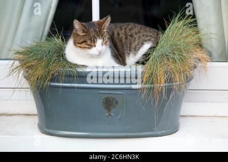 Junge Katze sitzt schlummernden, schlafen, und zerquetschen die Pflanzen in der Fensterbox auf der Fensterbank. Die Fensterbox ist frostsicher, aber nicht katzensicher. England GB (116) Stockfoto