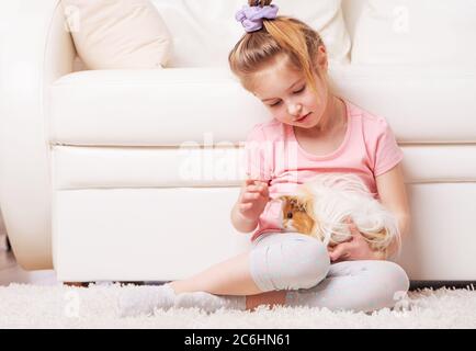 Kleines Mädchen hält sorgfältig große haarige Meerschweinchen in den Händen Stockfoto