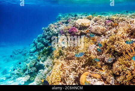 Korallenriffe, wunderbare Unterwasserwelt Stockfoto