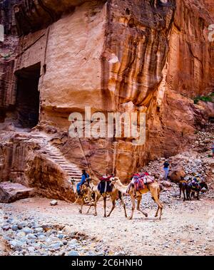 Pertra, Jordanien - 29. März 2019: Kamele in der alten Nabatäischen Stadt Petra, Jordanien Stockfoto