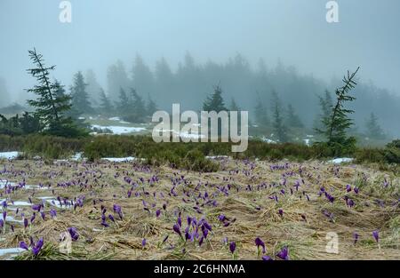 Erstaunliche Frühlingslandschaft mit ersten violetten Krokusblüten in nebligen Bergwald Stockfoto