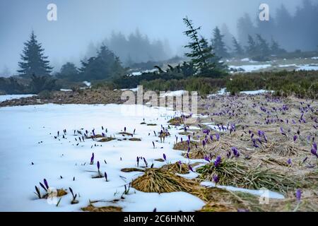 Erstaunliche Frühlingslandschaft mit ersten violetten Krokusblüten auf dem verschneiten Gras im nebligen Bergwald Stockfoto