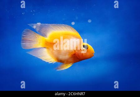 Ein unglaublich schöner gelber Fisch im Wasserbehälter, ganz in der Nähe Stockfoto
