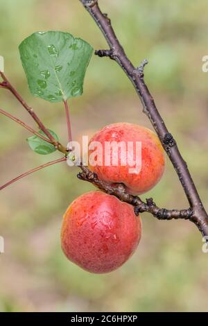 Aprikose Prunus armeniaca Harogem, Aprikose Prunus armeniaca Harogem Stockfoto