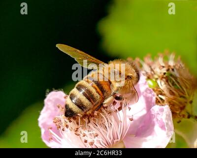 Die Biene auf der Blüte der Brombeere Stockfoto