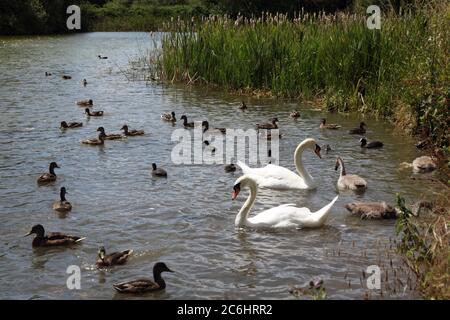 Fetcham Mill Pond, Surrey, 2020. Stockfoto
