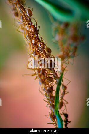 Zusammenarbeit von Weberameisen -Oecophylla smaragdina, die während eines Nestbauprozesses eine lebende Kette bildet Stockfoto