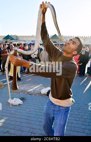 Meknes, Marokko - 19. November 2014: Nicht identifizierter Schlangenbeschwörer auf dem Place el-Hedim, einer traditionellen Art von Straßenkünstler Stockfoto
