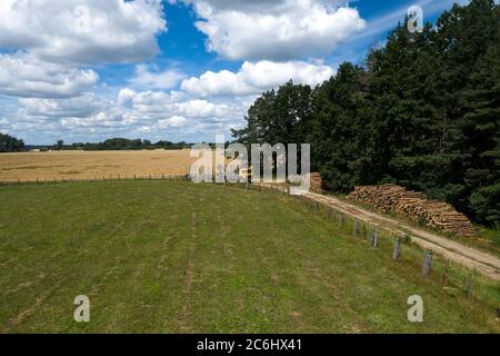 Holzfäller mit Holzhubkran sammelt gefällte Bäume. Stockfoto