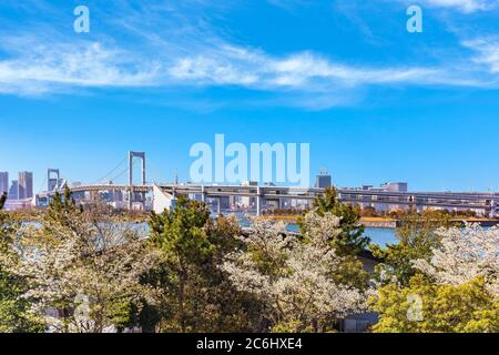 Tokio, Japan - 04. April 2020: Kirschblüten des Odaiba Seaside Parks vor der zweischichtigen Regenbogenbrücke in der Bucht von Tokio mit c Stockfoto