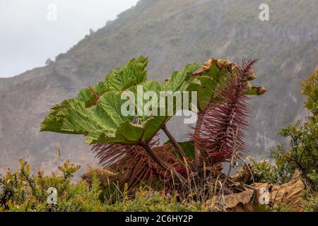 Eine große Gunnera-Anlage am Rande des Vulkans Irazú in Costa Rica Stockfoto