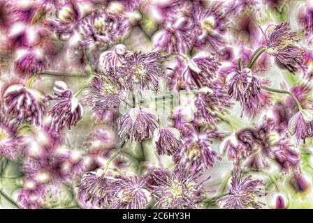 Digitale Manipulation von Baldrian-Blütenköpfen. Makro. Leuchtend rosa und weiß Baldrian, Blütenköpfe anzeigen. Schönes rosa Muster. Stockfoto