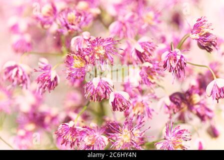 Baldrian Blütenköpfe. Makro. Leuchtend rosa und weiß Baldrian, Blütenköpfe anzeigen. Schönes rosa Muster. Stockfoto