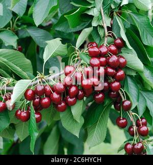 Prunus avium Stella, Prunus avium Stella Stockfoto