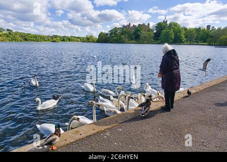 Heller, sonniger Tag am Linlithgow loch, Peel. Die Dame, die Schwäne füttert. Blick auf den Palast. West Lothian, Central Scotland, Großbritannien. Stockfoto