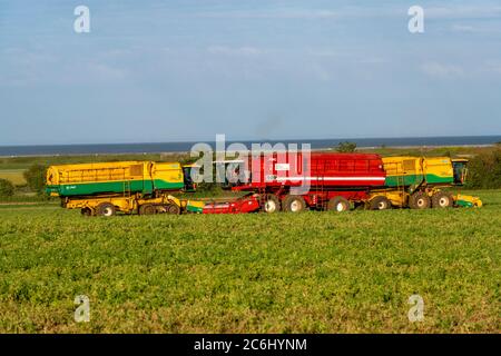 Anglian Pea Growers, Bawdsey, Suffolk, Großbritannien. Stockfoto