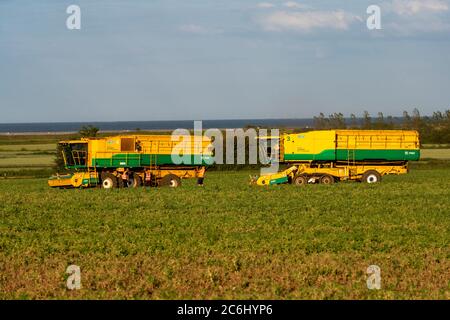 Anglian Pea Growers Bawdsey Suffolk Großbritannien Stockfoto