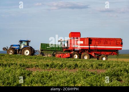 Anglian Pea Growers, Bawdsey, Suffolk, Großbritannien. Stockfoto