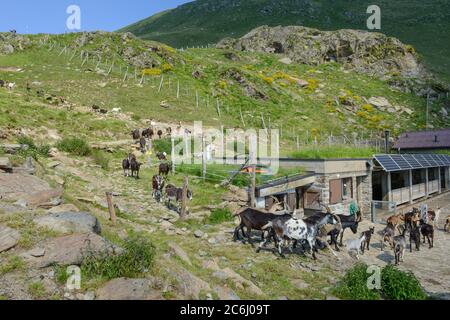 Ziegen kehren von den Weiden im Capriasca Tal in den Schweizer alpen zum Bauernhof zurück Stockfoto