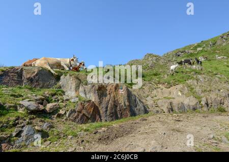 Ziegen kehren von den Weiden im Capriasca Tal in den Schweizer alpen zum Bauernhof zurück Stockfoto