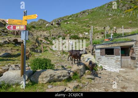 Ziegen kehren von den Weiden im Capriasca Tal in den Schweizer alpen zum Bauernhof zurück Stockfoto