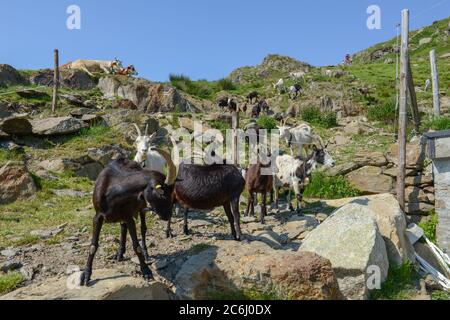 Ziegen kehren von den Weiden im Capriasca Tal in den Schweizer alpen zum Bauernhof zurück Stockfoto