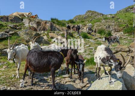 Ziegen kehren von den Weiden im Capriasca Tal in den Schweizer alpen zum Bauernhof zurück Stockfoto