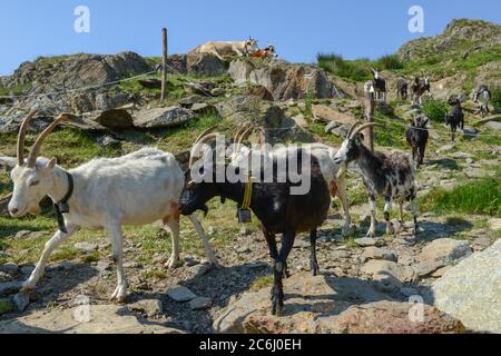 Ziegen kehren von den Weiden im Capriasca Tal in den Schweizer alpen zum Bauernhof zurück Stockfoto