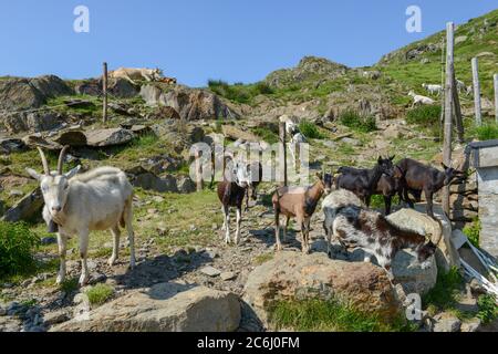 Ziegen kehren von den Weiden im Capriasca Tal in den Schweizer alpen zum Bauernhof zurück Stockfoto