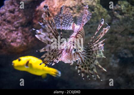 Rotfeuerfisch, räuberischer Skorpionfisch, Nahaufnahme Stockfoto