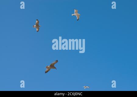 Vier Möwen schweben in einem blauen Himmel Stockfoto
